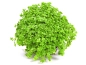 Preview: Kuba-Perlkraut - Hemianthus callitrichoides 'Cuba'